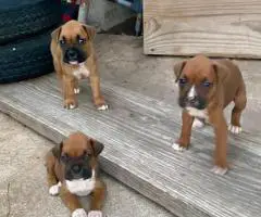 Cheap Boxer puppies for sale