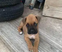 Cheap Boxer puppies for sale