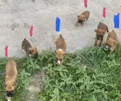 Cheap Boxer puppies for sale