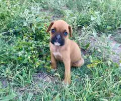 Cheap Boxer puppies for sale