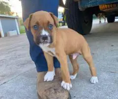 Cheap Boxer puppies for sale