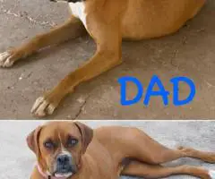 Cheap Boxer puppies for sale