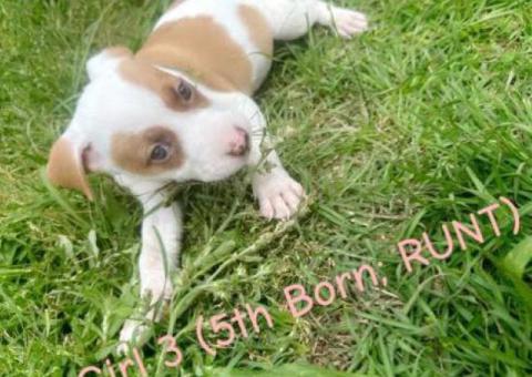 Blue/Red Nose Pitbull Puppies for Sale