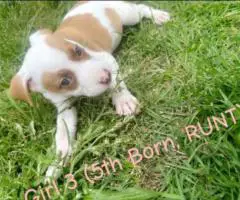 Blue/Red Nose Pitbull Puppies for Sale