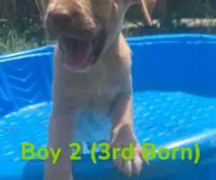 Blue/Red Nose Pitbull Puppies for Sale