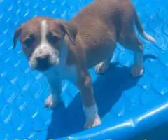 Blue/Red Nose Pitbull Puppies for Sale