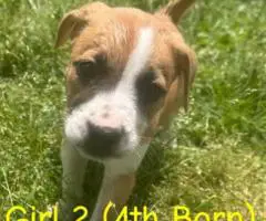 Blue/Red Nose Pitbull Puppies for Sale