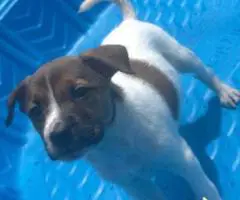 Blue/Red Nose Pitbull Puppies for Sale