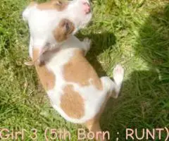 Blue/Red Nose Pitbull Puppies for Sale