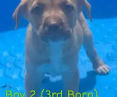 Blue/Red Nose Pitbull Puppies for Sale