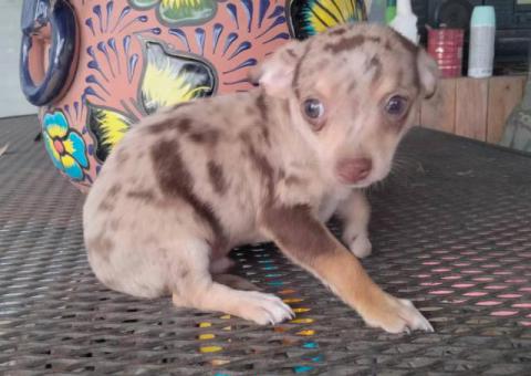 Stunning chocolate merle Chihuahua puppy