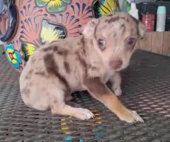 Stunning chocolate merle Chihuahua puppy