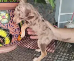 Stunning chocolate merle Chihuahua puppy