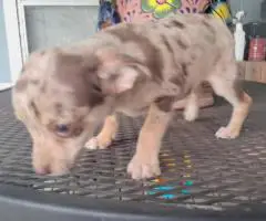 Stunning chocolate merle Chihuahua puppy