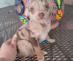 Stunning chocolate merle Chihuahua puppy