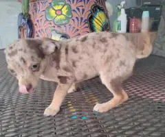 Stunning chocolate merle Chihuahua puppy