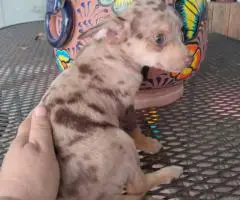 Stunning chocolate merle Chihuahua puppy
