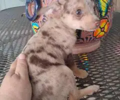 Stunning chocolate merle Chihuahua puppy