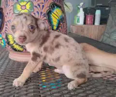 Stunning chocolate merle Chihuahua puppy