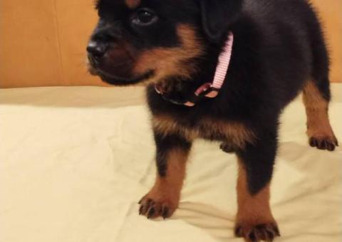 AKC pedigree Rottweiler puppies for sale