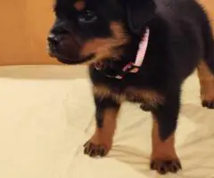 AKC pedigree Rottweiler puppies for sale