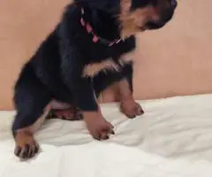 AKC pedigree Rottweiler puppies for sale