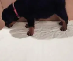AKC pedigree Rottweiler puppies for sale