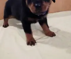 AKC pedigree Rottweiler puppies for sale