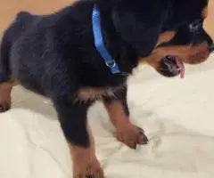AKC pedigree Rottweiler puppies for sale