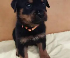 AKC pedigree Rottweiler puppies for sale