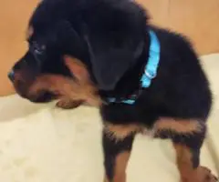 AKC pedigree Rottweiler puppies for sale