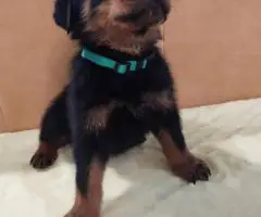AKC pedigree Rottweiler puppies for sale