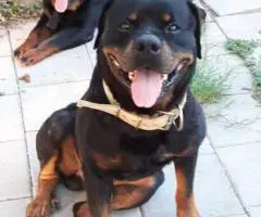 AKC pedigree Rottweiler puppies for sale