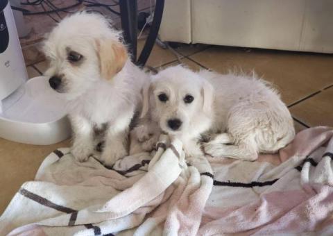 Small breed Chipoo puppies for sale