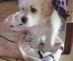 Small breed Chipoo puppies for sale