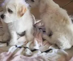 Small breed Chipoo puppies for sale
