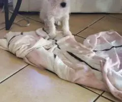 Small breed Chipoo puppies for sale