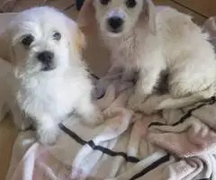 Small breed Chipoo puppies for sale
