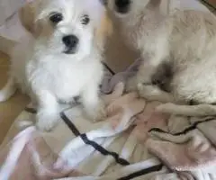 Small breed Chipoo puppies for sale