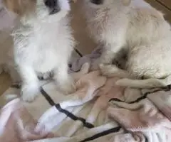 Small breed Chipoo puppies for sale