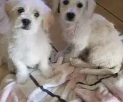 Small breed Chipoo puppies for sale