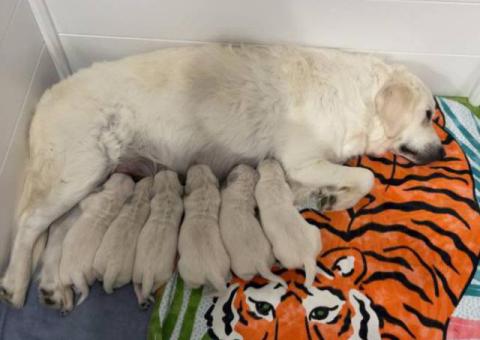 Beautiful English Cream Golden Retrievers