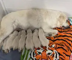Beautiful English Cream Golden Retrievers