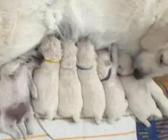 Beautiful English Cream Golden Retrievers