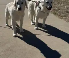Beautiful English Cream Golden Retrievers