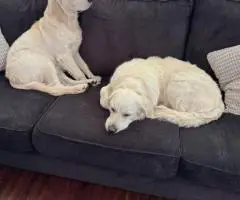 Beautiful English Cream Golden Retrievers