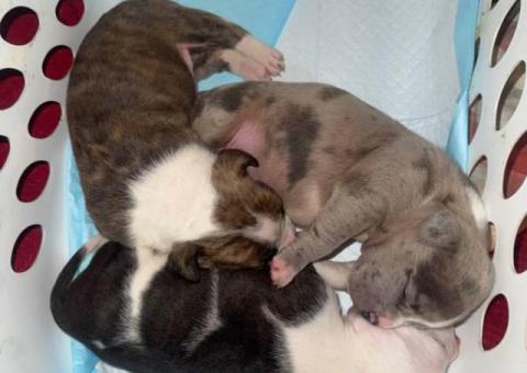 8-Week-Old Pocket Bullies – 1 Male & 1 Female Available