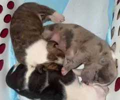 8-Week-Old Pocket Bullies – 1 Male & 1 Female Available