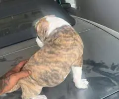 8-Week-Old Pocket Bullies – 1 Male & 1 Female Available