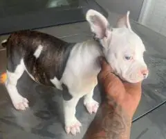 8-Week-Old Pocket Bullies – 1 Male & 1 Female Available